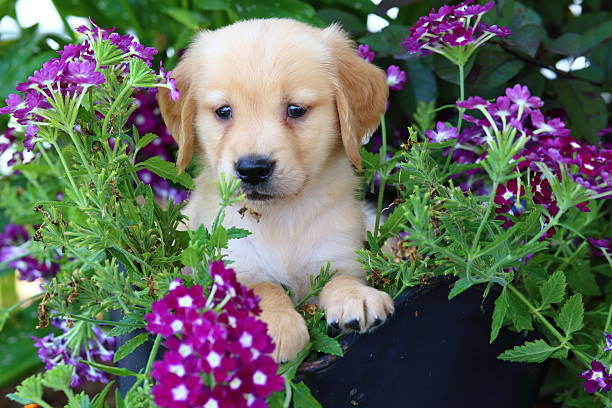 How to Choose a Reputable Breeder