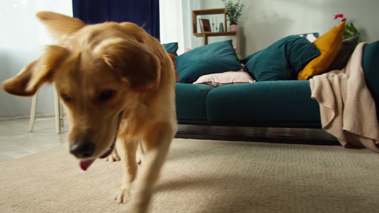 Training Tips for New Puppy Parents